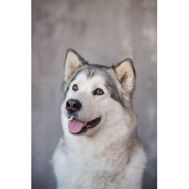 Asciugamano cani in microfibra- BE LOVE