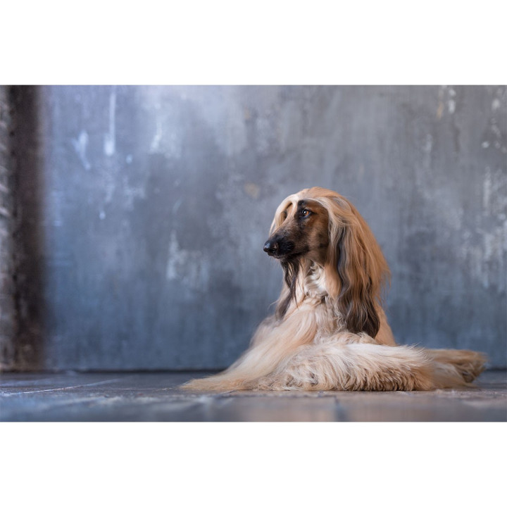 Be Crystal liquid crystals for dogs