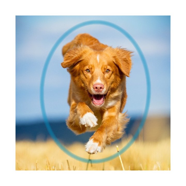 Be Neem Insect Repellent Lotion for Dogs