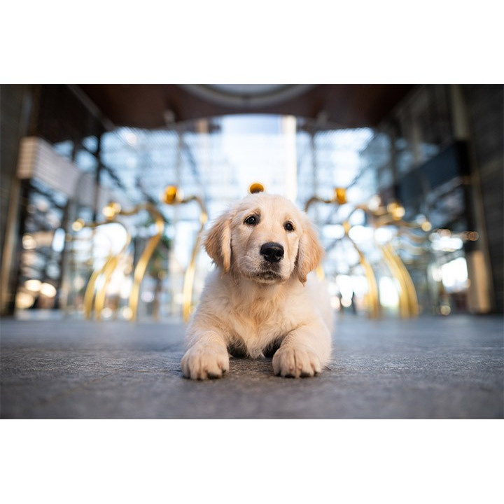 Spazzola cani Touch Brush- BE LOVE