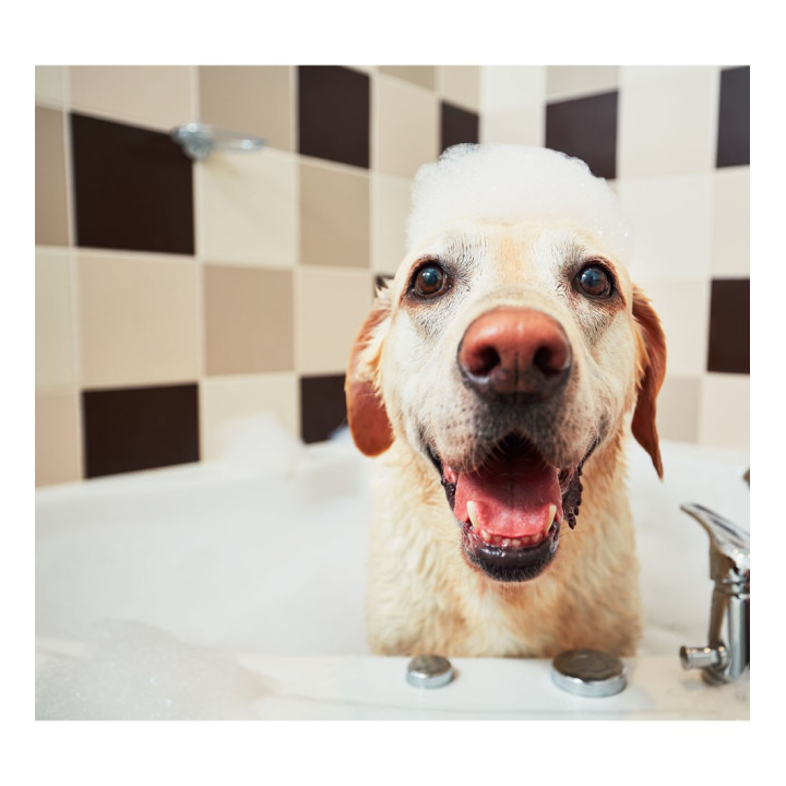 Spazzola cardatore cani long pins large- BE LOVE