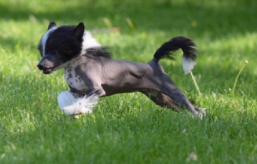 Ditta, zampe e piedi: i cani non sono certo esonerati da un trattamento di pedicure