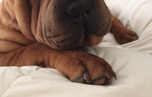 Le unghie dei cani vanno tagliate, altrimenti che succede?