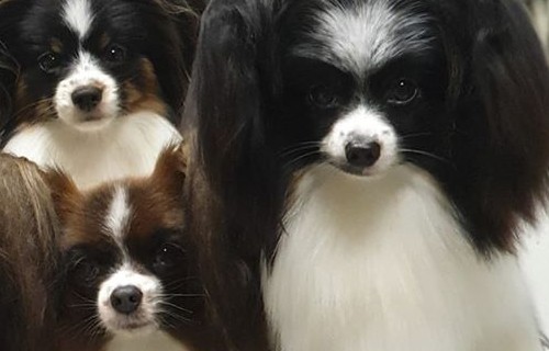 Cose da sapere quando arriva il cucciolo in casa