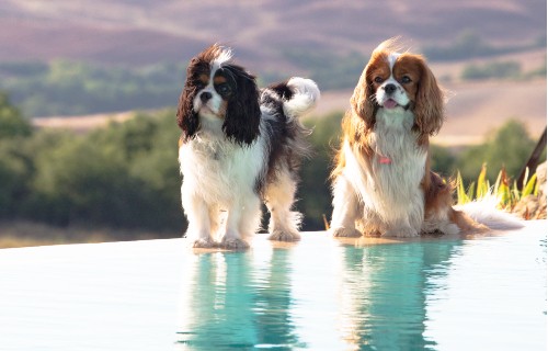 Sua altezza serenissima il Cavalier King Charles Spaniel: un tipo tutto british dal sangue blu che vi ruberà il cuore!
