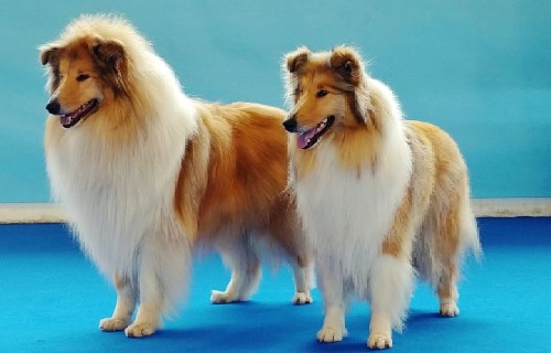 E lo chiamano ancora "lassie" anche se oggi con il cinema sembra aver preso definitivamente le distanze: il Collie
