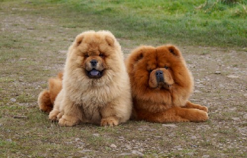 Un antico cane asiatico dalla storia millenaria che in Cina allietava i salotti delle dinastie più influenti: il Chow Chow