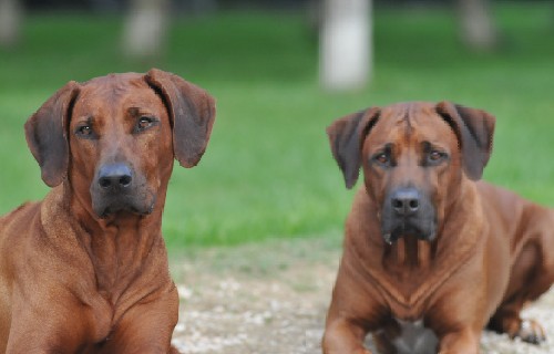 Esche bocconi avvelenati: primo Vademecum italiano dedicato ai proprietari di cani