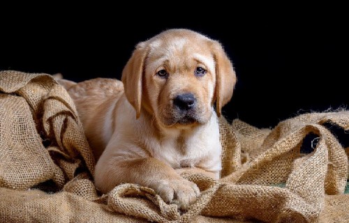 La razza questa parola mal interpretata nel mondo canino. Conosciamola meglio!