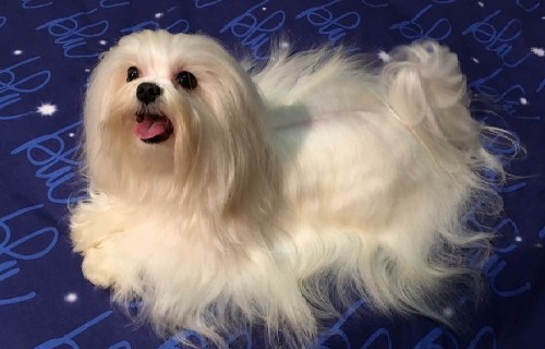 Il bianco maltese qualità made in italy!