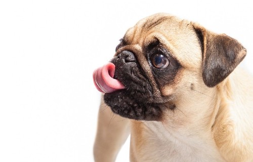 Alimentazione Naturale oppure Industriale? La fatidica domanda che ogni proprietario di cane si pone