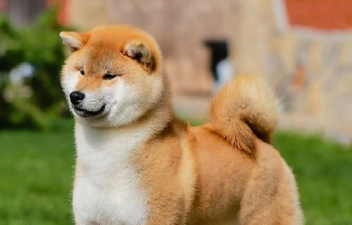 Un piccolo cane dal grande carattere che sta facendo innamorare gli italiani: lo Shiba