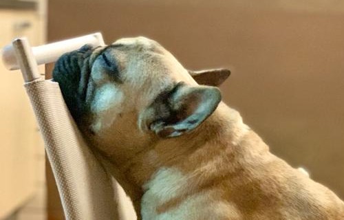 Scopriamo il delizioso Bouledogue Francese, un piccolo cane ricco di personalità