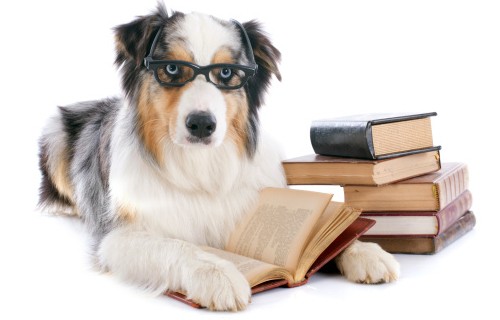 L'Anagrafe Canina è un obbligo di Legge e grazie al Microchip ci permette di proteggere i nostri cani