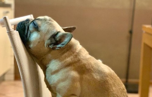 BOULEDOGUE FRANCESE