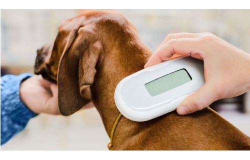 Anagrafe Canina e Microchip