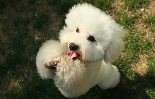 Sua altezza, il franco belga Bichon a poil frisé