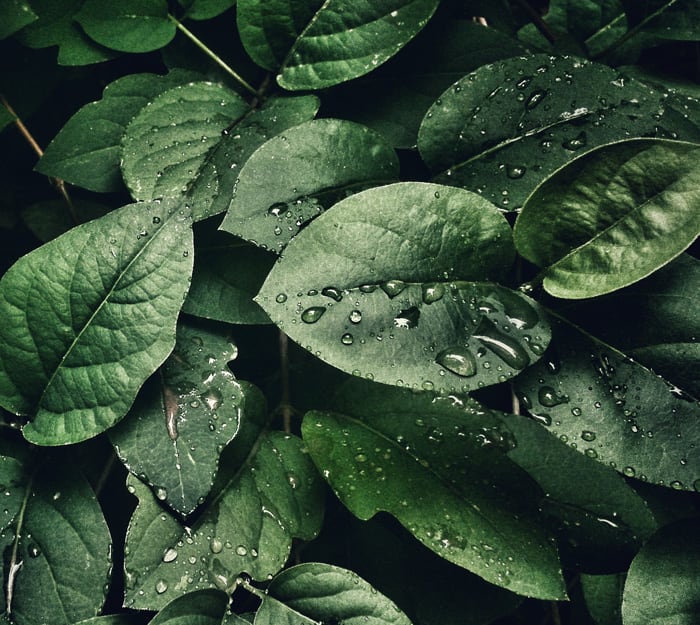ingredienti naturali